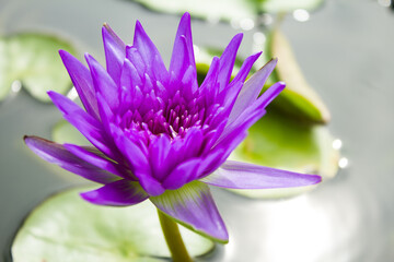 purple water lily or lotus 