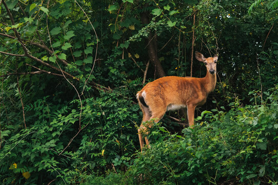 White-tailed deer doe in the woods