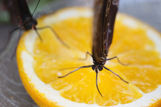 Closeup of butterflies drinking from an orange slice with probiscus