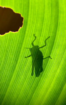 Grasshopper Silhouette Backlit By The Sun On A Leaf