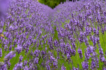 field of lavender