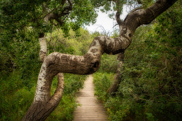 Bending and twisting trees at the Crooked Trees tourism site in a sunny summer rural landscape