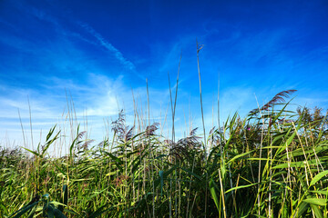 Fototapeta premium Landschaft, Schilf, Himmel, Meer, 