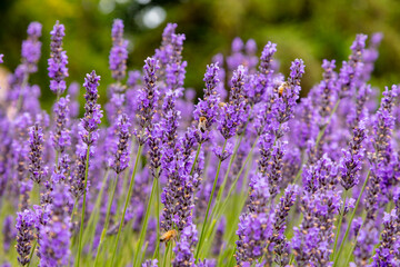 lavender field with honey bees