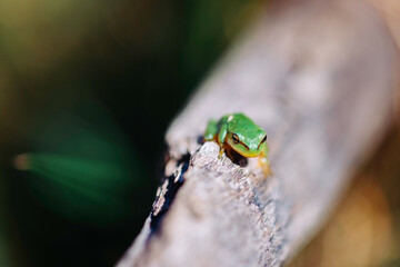 Small green frog on a log.