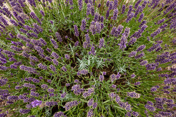 Obraz premium field of lavender