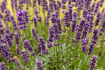 Obraz premium lavender flowers in the garden