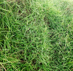 Green grass blades background. View of lush green vegetation growing wild in the French West Indies. Close up of green long wild grass.