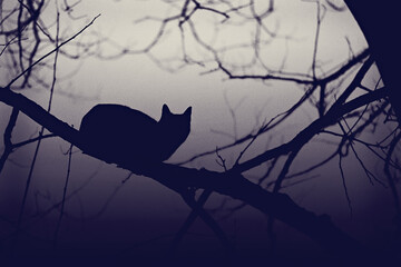 Bewitched: silhouette of cat perching on leafless branch in misty wood at night