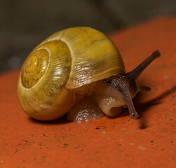 Snail