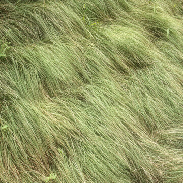 Grass background