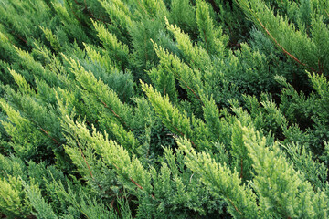 cypress trees