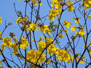 Flores amarelas
