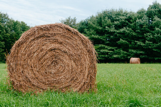 Round Hay Bales In A Green Field