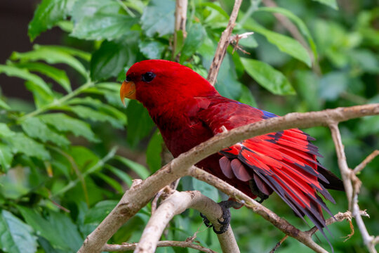 The red lory (Eos bornea) perched in the rainforest tree fanning feathers on a tree branch, a species of parrot in the family Psittaculidae.