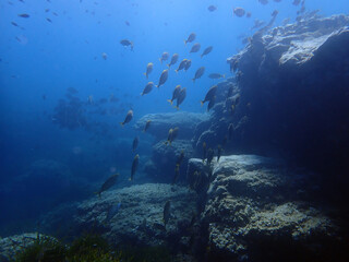 Paysage sous marin - Saupes