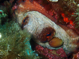Regard de poulpe - Octopus vulgaris