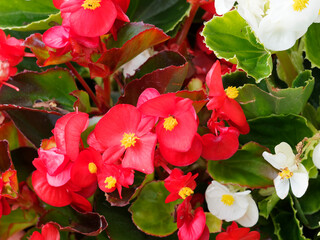 Bégonia annuel ou begonia semperflorens 'Super Olympia' aux fleurs lumineuses rouges