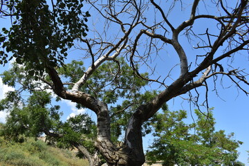 Fototapeta premium branches of a tree