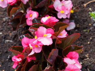 B&eacute;gonia annuel ou begonia semperflorens 'Super Olympia' aux fleurs lumineuses rose tendre, &eacute;tamines jaunes au centre