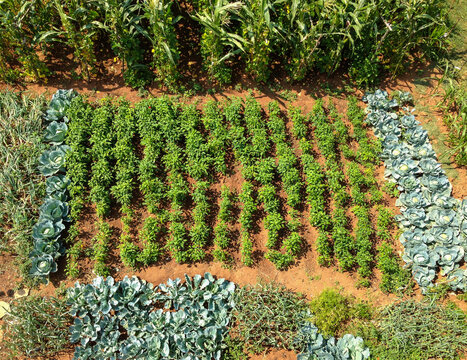 Organic Vegetable Garden Seen From Above