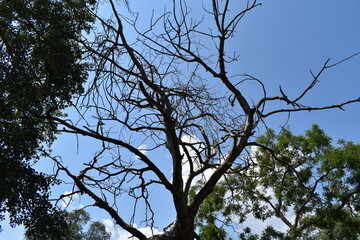 branches of a tree