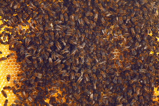 Bees
