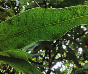 Close up of green leaf background design
