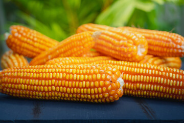 ripe yellow dried corn on wooden table