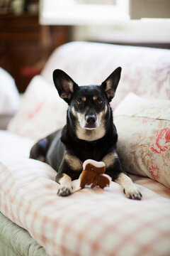 Little crossbreed dog with squirrel shaped stuffed toy looks straight at the camera laying on sofa