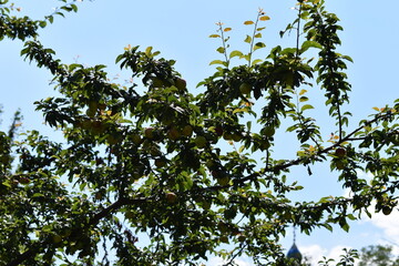 green leaves against blue sky