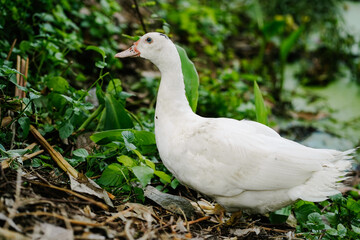 white ducks 