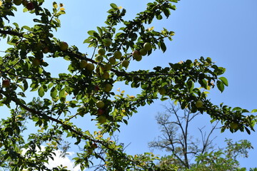 green leaves against blue sky