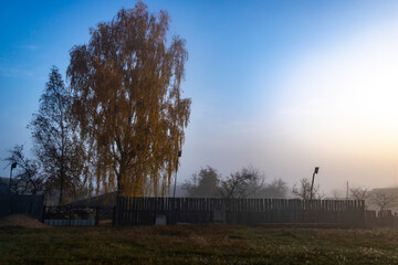 trees in the morning