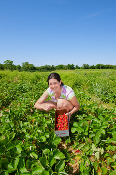 Woman Picking Strawberries at the Strawberry Patch
