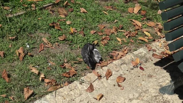Bird - P&aacute;ssaro - Pidgey