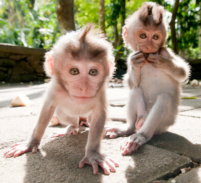 Inquisitive Young Monkeys in Ubud, Bali