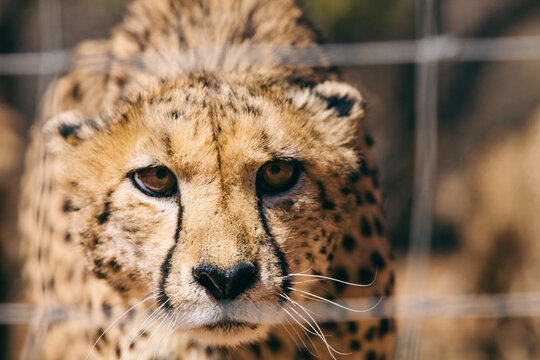 Captive Cheetah Through A Fence