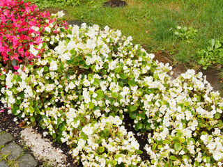 Bégonia annuel ou begonia semperflorens à floraison blanc nacré au dessus d'un feuillage vert