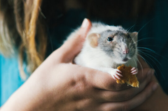 hands holding a pet rat who is eating bread