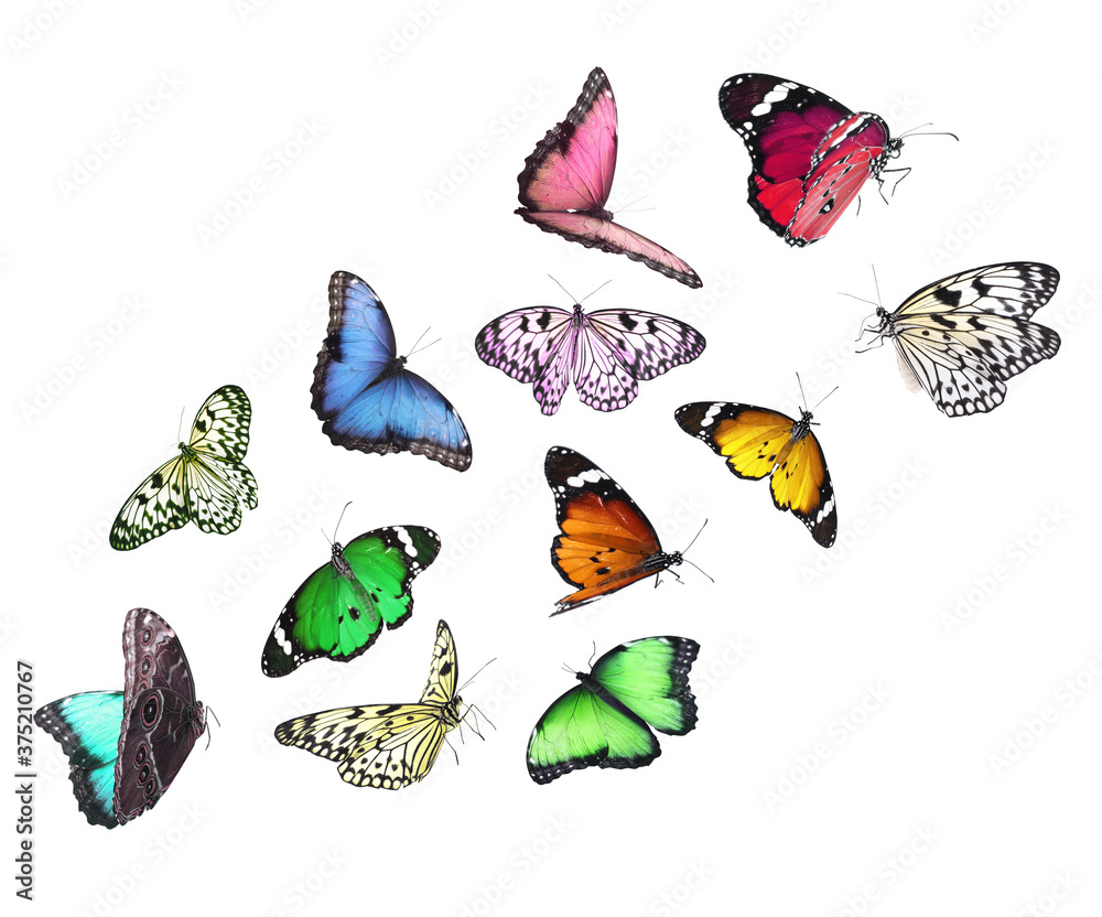 Wall mural amazing different butterflies flying on white background