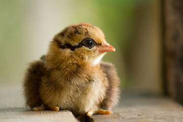 Baby chicken in a nest