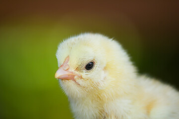Close up yellow chick on the farm