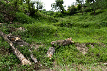 Fototapeta na wymiar old trees left broken on the ground in pieces.