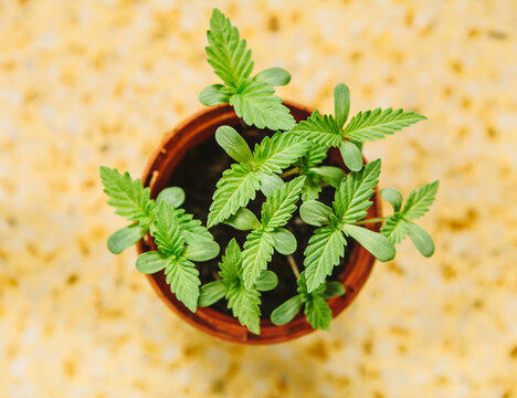 Cannabis seedlings in a pot