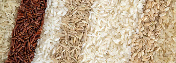 Panoramic banner with eight different varieties of rice. The texture of grains of rice of different colors.