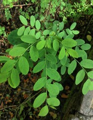 Green leaves in the forest
