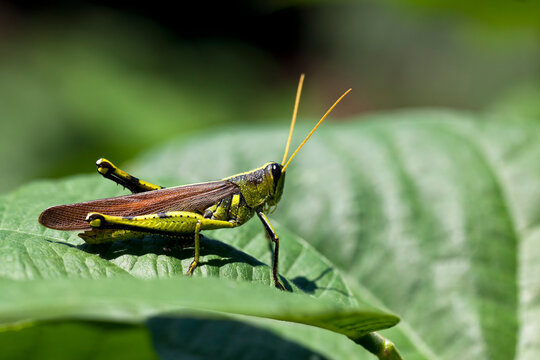Grasshopper Macro on Leaf