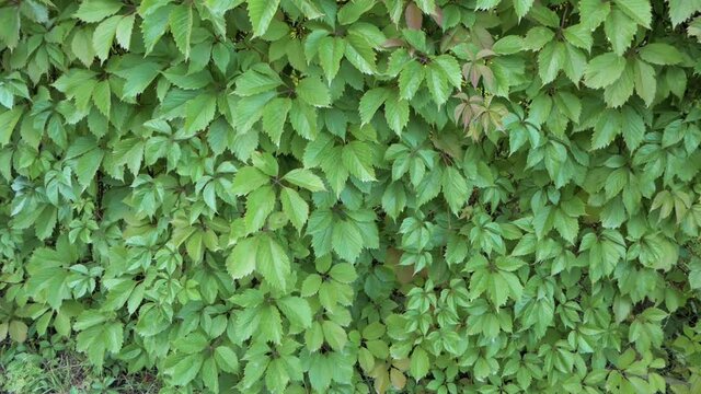 Green wall of grape leaves in the wind with copy space. Seamless texture Full HD looped background with green foliage of hops and grapes growing for brewing and winemaking. 
