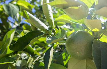 Owoc limonki na krzewie, liście w słońcu - obrazy, fototapety, plakaty